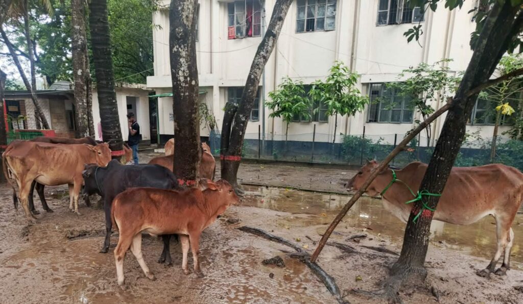নাইক্ষ্যংছড়িতে পুলিশের অভিযানে মিয়ানমার থেকে আনা ১০টি বার্মিজ গরু জব্দ