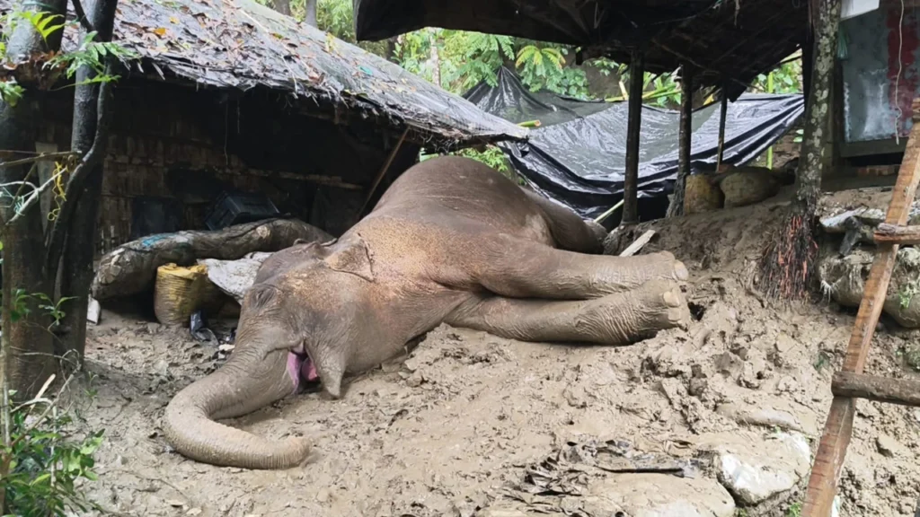 টেকনাফে পাহাড় থেকে পড়ে আহত হাতিটি মারা গেছে