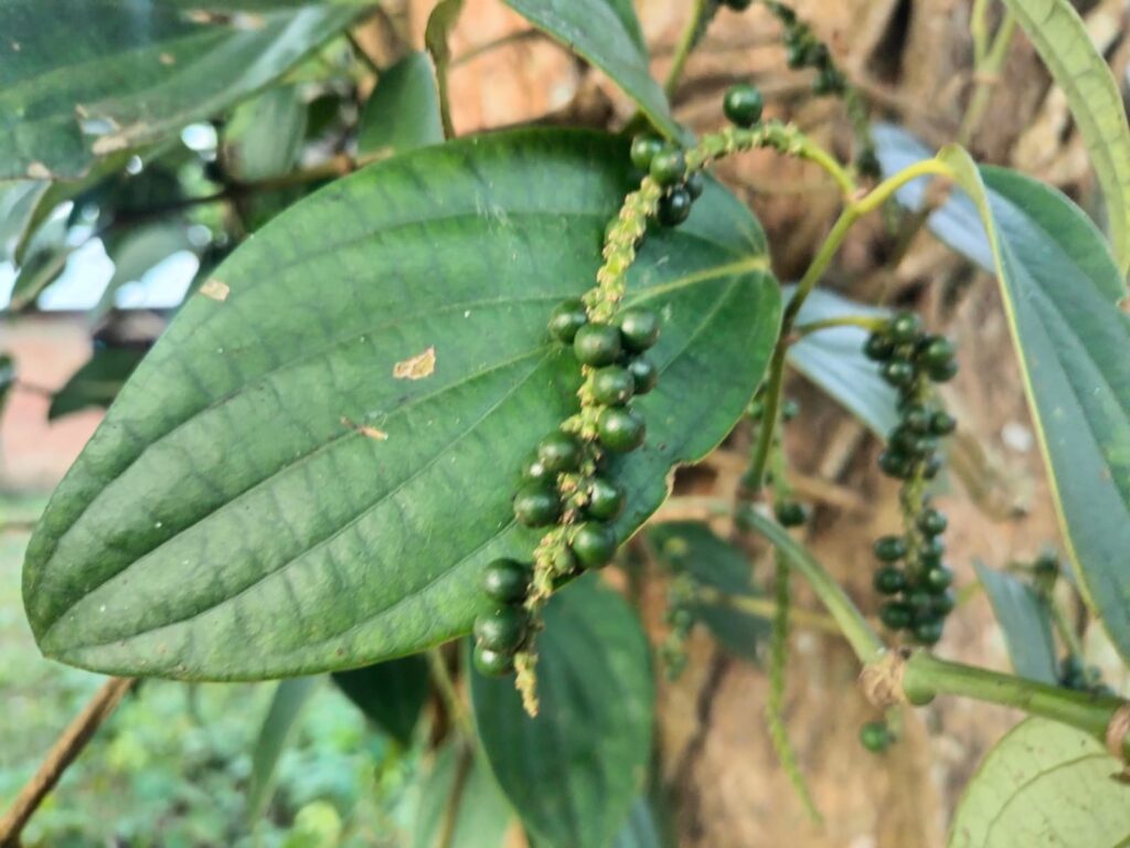 আম গাছের গায়ে সাফল্য: মাটিরাঙ্গার আকবর খাঁ’র গোলমরিচেই লাখো টাকার স্বপ্ন