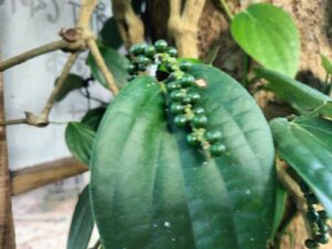 আম গাছের গায়ে সাফল্য: মাটিরাঙ্গার আকবর খাঁ’র গোলমরিচেই লাখো টাকার স্বপ্ন