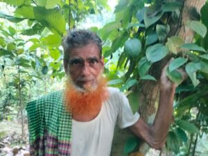 আম গাছের গায়ে সাফল্য: মাটিরাঙ্গার আকবর খাঁ’র গোলমরিচেই লাখো টাকার স্বপ্ন