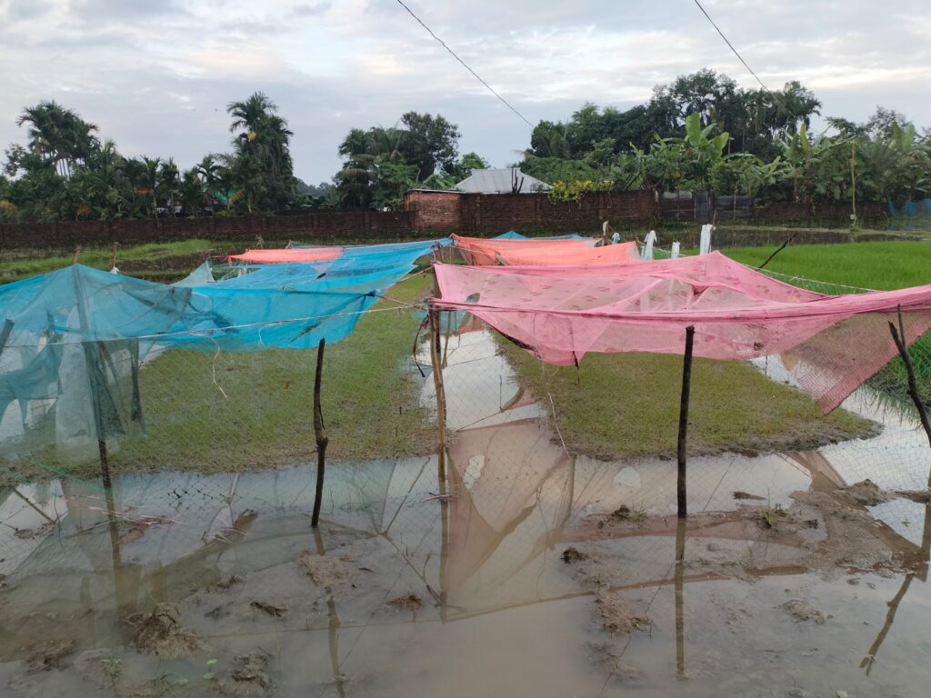 মশারির নিচেও পচল বীজতলা: মাটিরাঙ্গার কৃষকের চোখে এখন শুধুই অন্ধকার