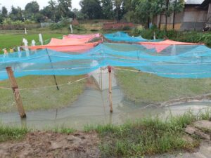 মশারির নিচেও পচল বীজতলা: মাটিরাঙ্গার কৃষকের চোখে এখন শুধুই অন্ধকার
