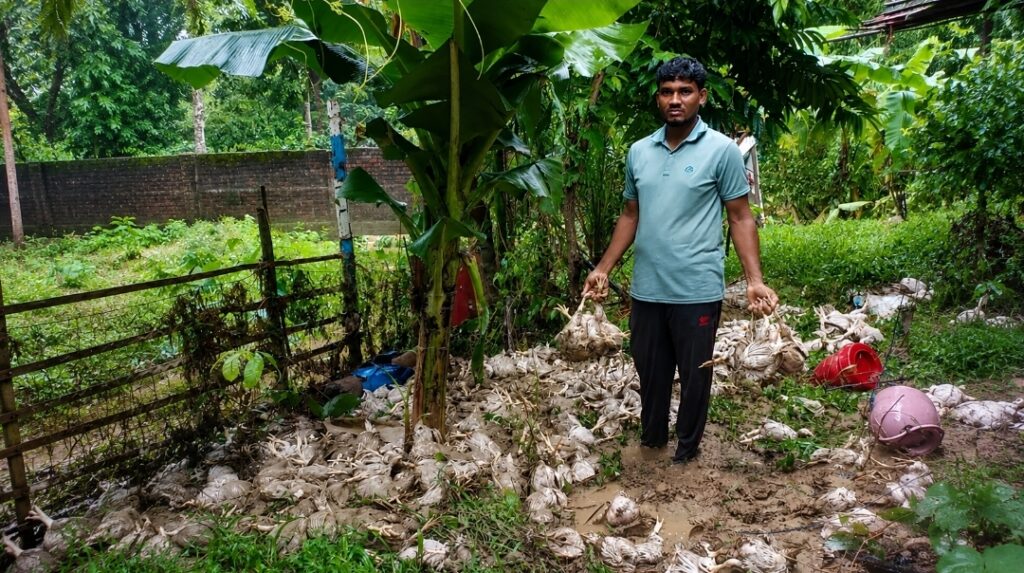 বন্যার পানিতে মারা গেছে দেড় হাজার ব্রয়লার মুরগি, ক্ষতিগ্রস্ত খামার পরিদর্শনে সেনাবাহিনী