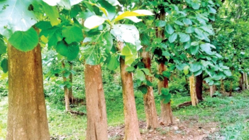 আ.লীগ নেতার সেগুন বাগান থেকে ২৪ লাখ টাকার গাছ বিক্রির অভিযোগ: বিএনপি নেতাকে শোকজ