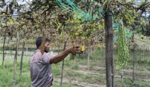আলীকদমে পাহাড়ি ঢলে কৃষিতে কোটি টাকার ক্ষতি, দিশেহারা শত শত কৃষক