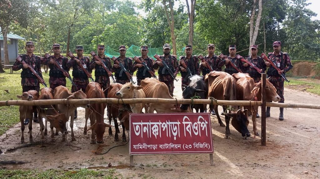 মাটিরাঙ্গা সীমান্তে গভীর রাতে বিজিবির অভিযান, ১০ ভারতীয় গরু জব্দ