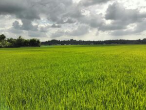 বন্যার ক্ষত পেরিয়ে মাটিরাঙ্গায় সবুজ স্বপ্ন, বাম্পার আমনের প্রত্যাশায় কৃষকেরা