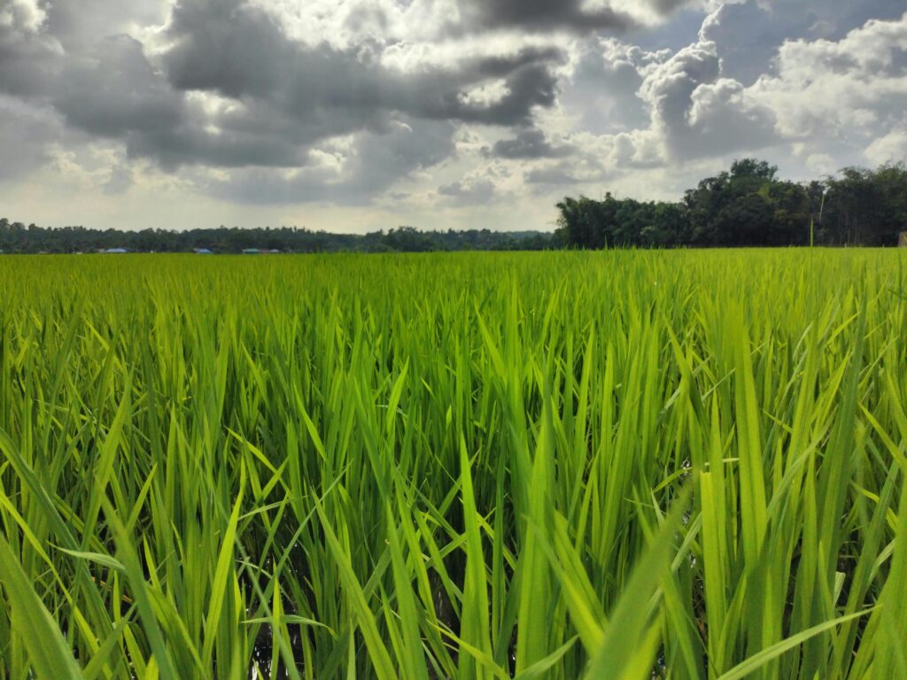 বন্যার ক্ষত পেরিয়ে মাটিরাঙ্গায় সবুজ স্বপ্ন, বাম্পার আমনের প্রত্যাশায় কৃষকেরা