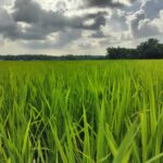 বন্যার ক্ষত পেরিয়ে মাটিরাঙ্গায় সবুজ স্বপ্ন, বাম্পার আমনের প্রত্যাশায় কৃষকেরা