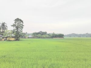 বন্যার ক্ষত পেরিয়ে মাটিরাঙ্গায় সবুজ স্বপ্ন, বাম্পার আমনের প্রত্যাশায় কৃষকেরা