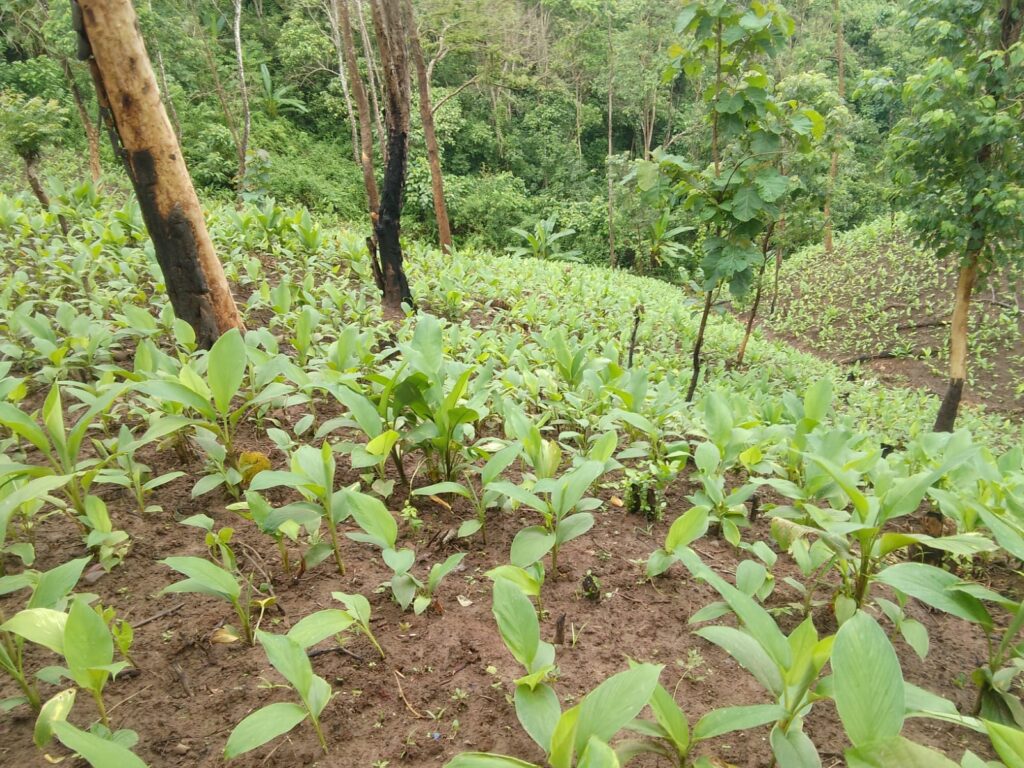 সোনালি সম্ভাবনার পথে বরকলের হলুদ, সার সংকটে শঙ্কায় হাজারো জুম চাষি