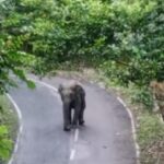 কাপ্তাই-রাঙামাটি সড়কে সাড়ে তিন ঘণ্টা বন্যহাতির অবস্থান, বন বিভাগের তৎপরতায় রক্ষা