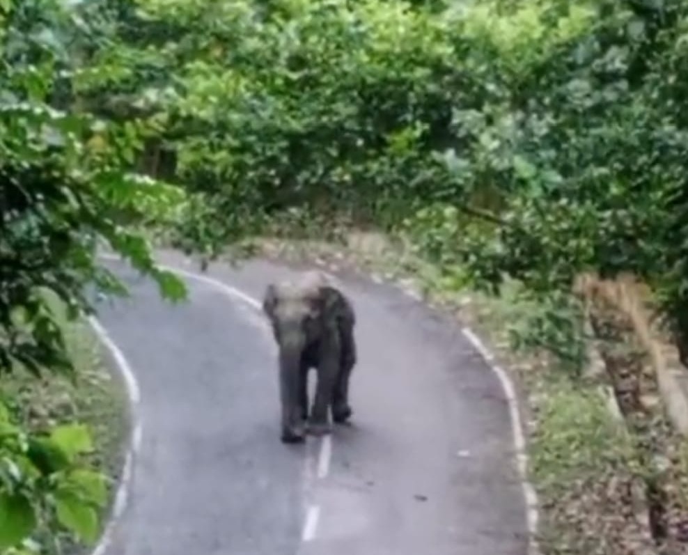 কাপ্তাই-রাঙামাটি সড়কে সাড়ে তিন ঘণ্টা বন্যহাতির অবস্থান, বন বিভাগের তৎপরতায় রক্ষা
