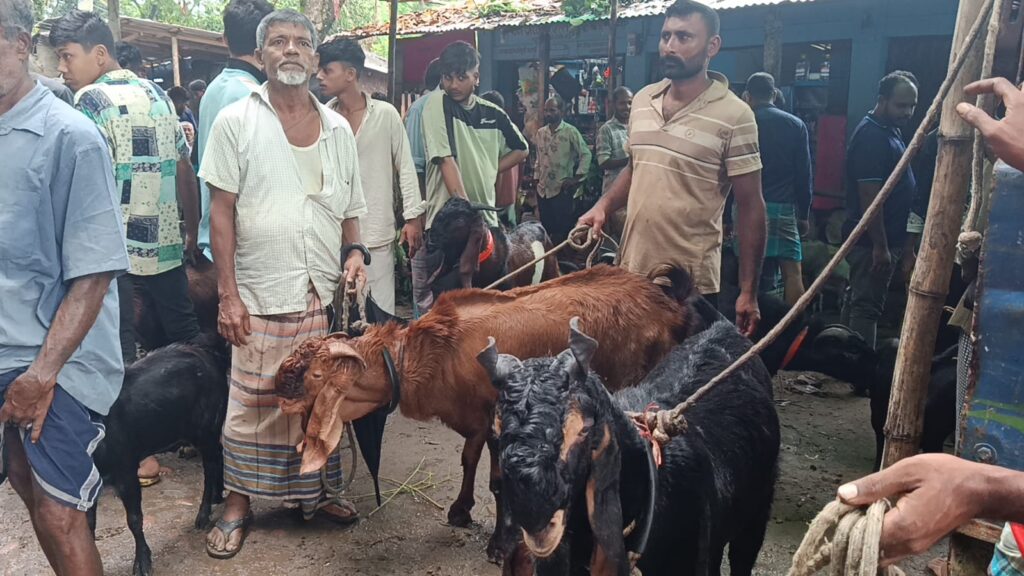 মনসা পূজাকে ঘিরে জমজমাট রাইখালীর ছাগলের হাট, পাহাড়ি ছাগলের কদর বেশি