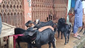 মনসা পূজাকে ঘিরে জমজমাট রাইখালীর ছাগলের হাট, পাহাড়ি ছাগলের কদর বেশি