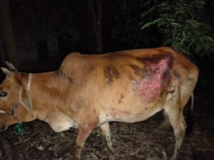 রামগড়ের দুর্গম গরুকাটায় কৃষকের গোয়ালঘরে ইউপিডিএফের আগুন, পুড়ল গরু-হাঁস-মুরগি