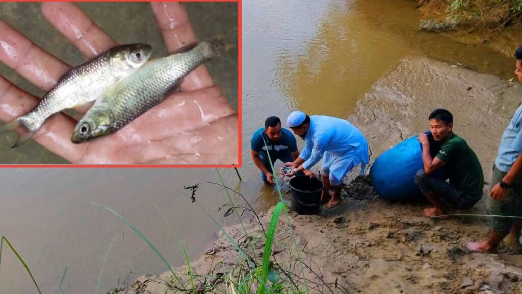 ফেনী নদীতে ৬ হাজার পোনা মাছ অবমুক্ত করল আল-ওয়াহিদ ফাউন্ডেশন