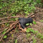 বান্দরবানে মোবাইল ব্যবহার নিয়ে বিরোধ, আমবাগান শ্রমিককে কুপিয়ে হত্যা