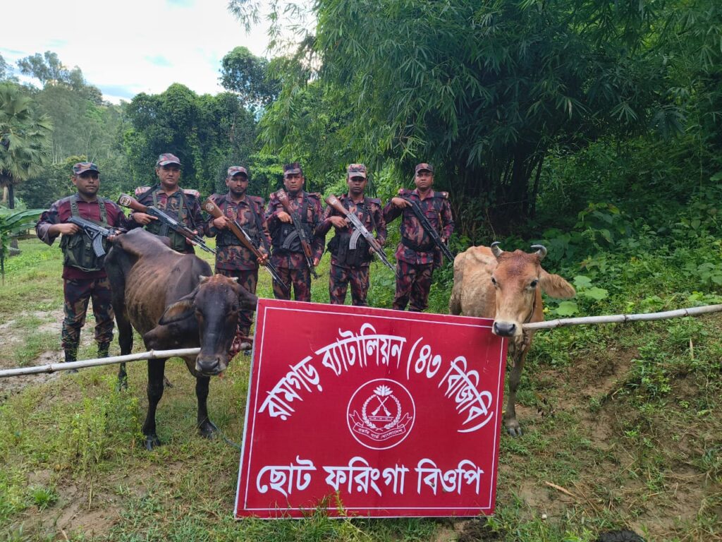 মীরসরাইয়ের ছোট ফরিংগা সীমান্তে বিজিবির অভিযানে ভারতীয় দুই গরু আটক