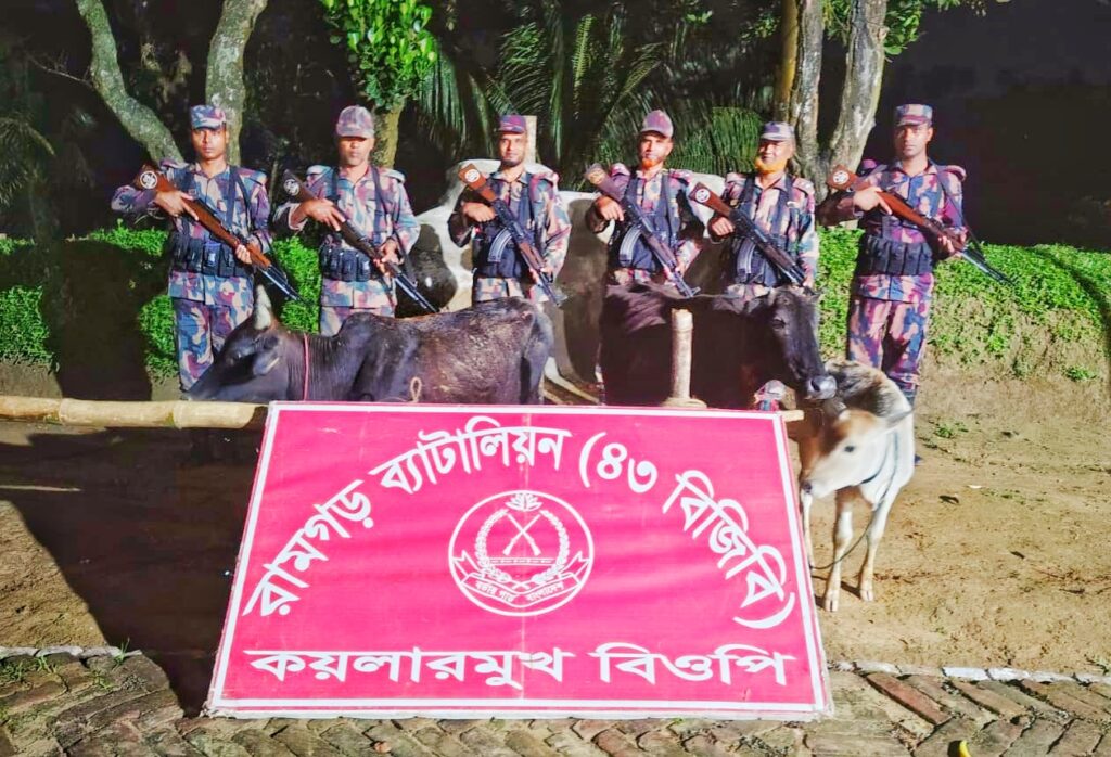 মীরসরাই সীমান্তে বিজিবির অভিযানে ৩ ভারতীয় গরু আটক