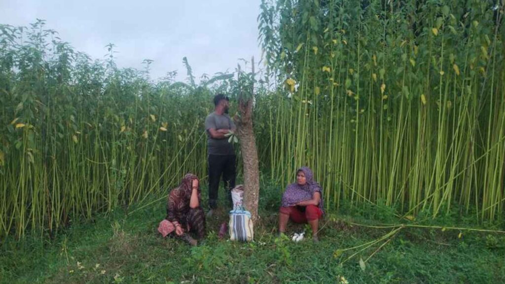 চুয়াডাঙ্গার জীবননগর সীমান্তে বিএসএফের পুশইন চেষ্টা, বিজিবির বাধায় ব্যর্থ
