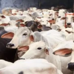 ভারতে সরকারিভাবে শুরু হলো গোমূত্র কেনা, প্রতি লিটার ১০ রুপি