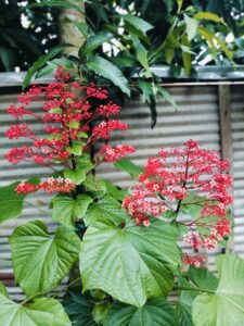 সবুজের বুক চিরে রক্তিম সৌন্দর্য, মাটিরাঙ্গার পাহাড়ি পথে ফুটেছে ‘প্যাগোডা ফুল’