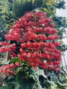 সবুজের বুক চিরে রক্তিম সৌন্দর্য, মাটিরাঙ্গার পাহাড়ি পথে ফুটেছে ‘প্যাগোডা ফুল’