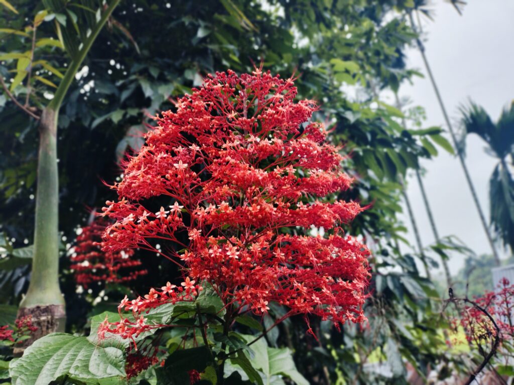সবুজের বুক চিরে রক্তিম সৌন্দর্য, মাটিরাঙ্গার পাহাড়ি পথে ফুটেছে ‘প্যাগোডা ফুল’