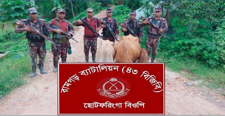 মীরসরাইয়ে বিজিবির অভিযানে ৩ ভারতীয় গরু আটক