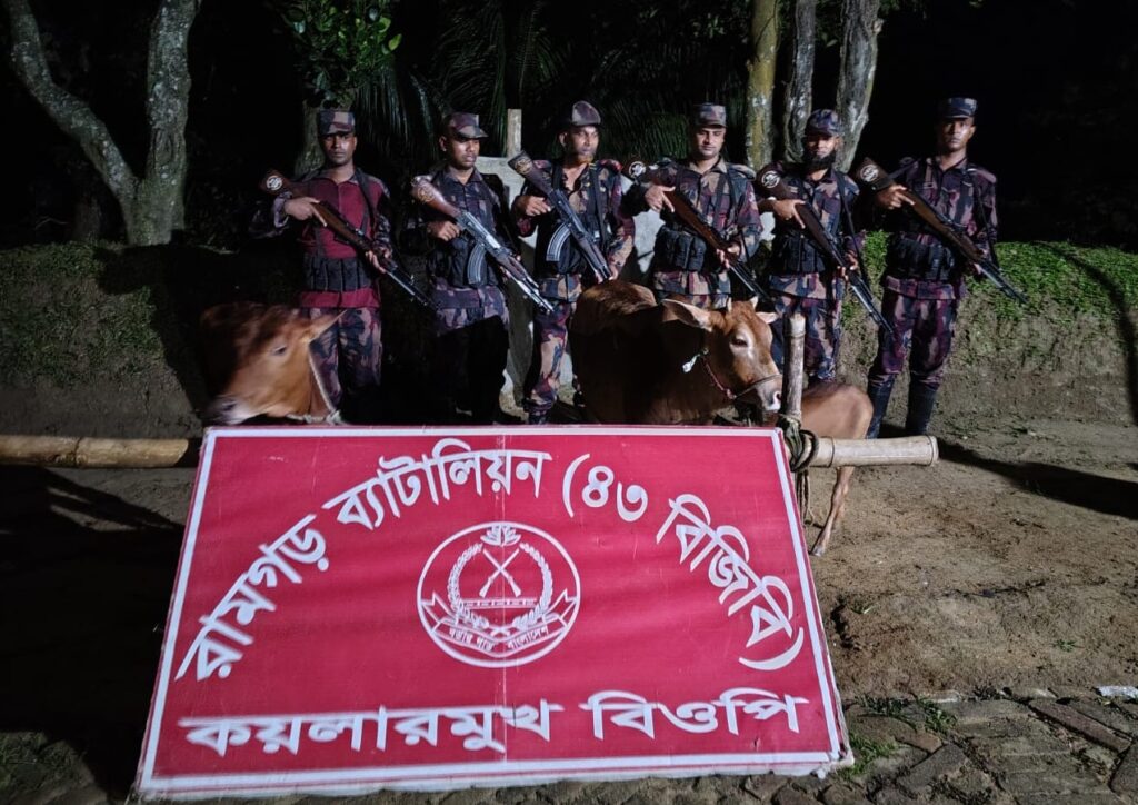 কয়লারমুখ সীমান্তে বিজিবির অভিযানে ৩ ভারতীয় গরু আটক