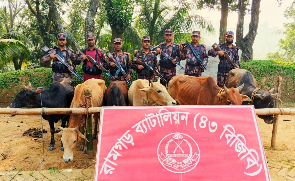 মীরসরাই সীমান্তে ৬ ভারতীয় গরু জব্দ করল বিজিবির রামগড় ব্যাটালিয়ন