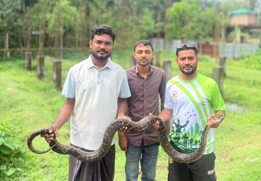 উখিয়ায় বাড়ির জালে ২৫ কেজির বার্মিজ অজগর, উদ্ধার করে বনবিভাগে হস্তান্তর