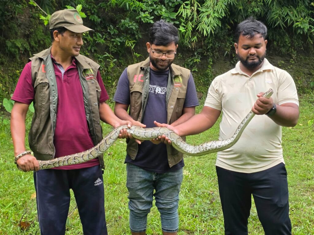 উখিয়ায় লোকালয়ে লোকালয়ে ঢুকে পড়ল অজগর, বনে অবমুক্ত