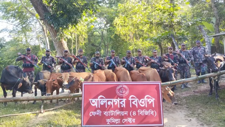 ফেনী ও চট্টগ্রাম সীমান্তে বিজিবির অভিযানে অর্ধকোটি টাকার মদ ও ভারতীয় গরু জব্দ