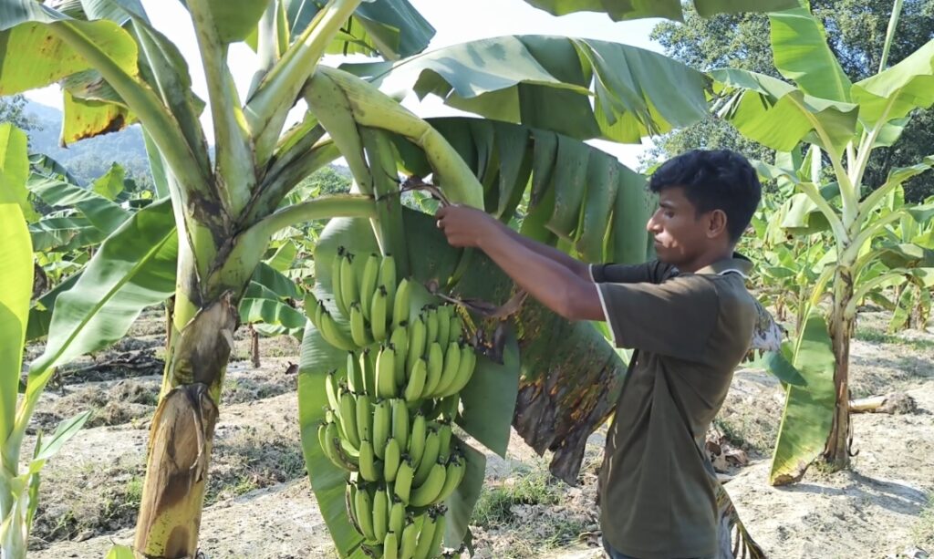 আলীকদমে পাহাড়ের ঢালে ঢালে কলা চাষ, স্বাবলম্বী হচ্ছেন প্রান্তিক কৃষকেরা