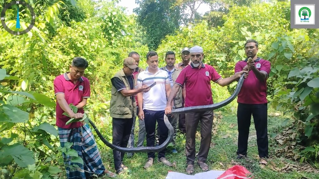 টেকনাফে লোকালয়ে কিং কোবরা, উদ্ধার করে বনে অবমুক্ত