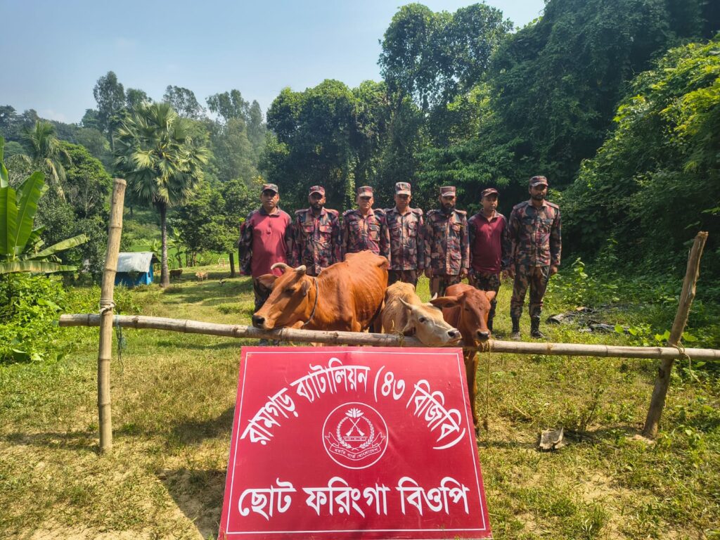 মীরসরাই সীমান্তে বিজিবির অভিযানে ভারতীয় তিনটি গরু আটক