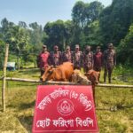 মীরসরাই সীমান্তে বিজিবির অভিযানে ভারতীয় তিনটি গরু আটক