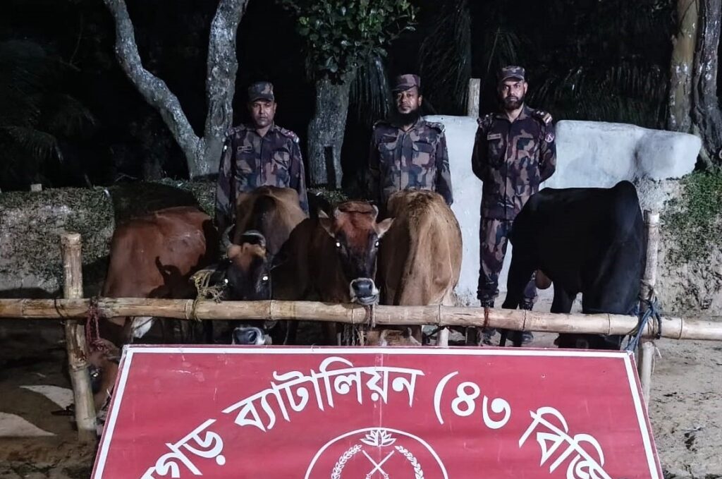মীরসরাই সীমান্তে পাঁচটি ভারতীয় গরু জব্দ করল বিজিবির রামগড় ব্যাটালিয়ন