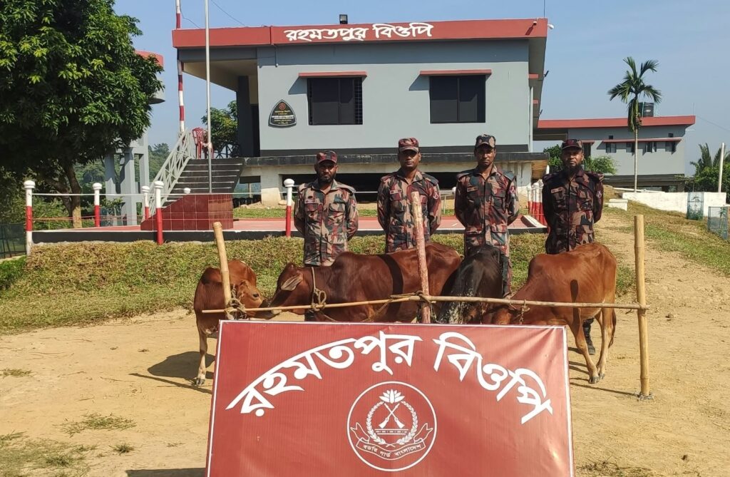 ফটিকছড়ি সীমান্তে ৪ ভারতীয় গরু জব্দ করল বিজিবি