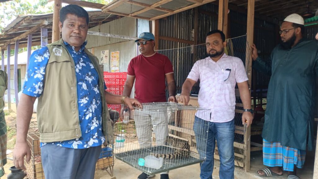 দীঘিনালায় ধানখেতের আইলে আহত গন্ধগোকুল উদ্ধার, চলছে চিকিৎসা